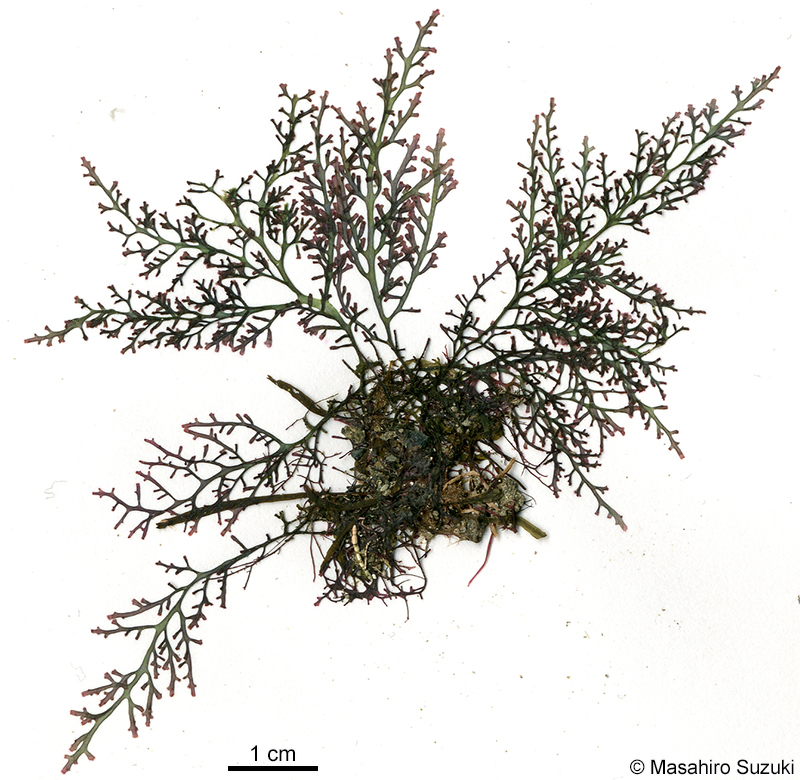 モツレソゾ Laurencia intricata